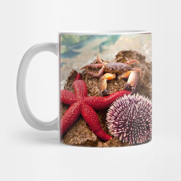 Crab Sea ​​Urchin StarFish by StylishPrinting